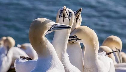 jiuyou游戏-中国32金暂列金牌榜首 上快手近距看杨倩奥运金牌