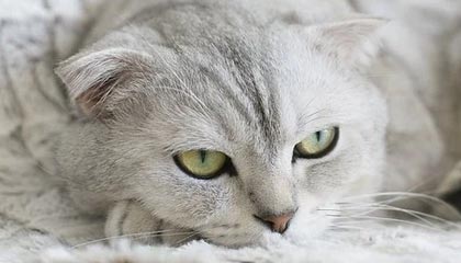 jiuyou游戏-中国32金暂列金牌榜首 上快手近距看杨倩奥运金牌